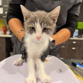 Edward -  Domestic Short Hair Cat for Adoption in Tampa, Florida - Edward | PetCurious