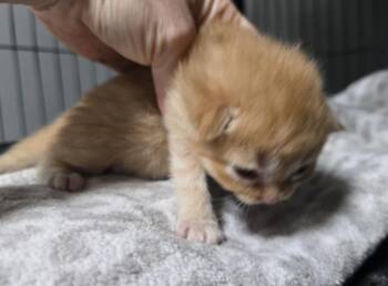 Link -  Domestic Medium Hair Cat for Adoption in Dickson, Tennessee - Link | PetCurious