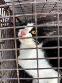 A661896 -  Domestic Short Hair Cat for Adoption in Houston, Texas - A661896 | PetCurious