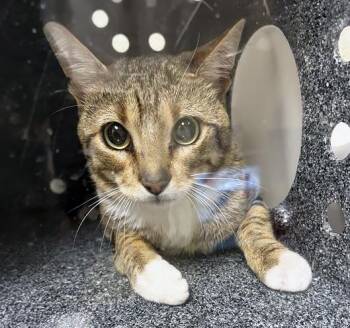 Domestic Short Hair Cats Available for Adoption in Nashville, Tennessee - Fuzz Aldrin | PetCurious