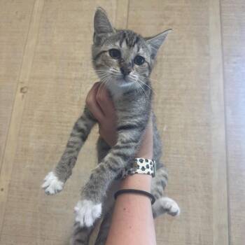 Sleepy -  Domestic Short Hair Cat for Adoption in New York, New York - Sleepy | PetCurious