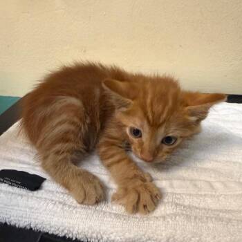 Tiger -  Domestic Short Hair Cat for Adoption in Pasadena, California - Tiger | PetCurious