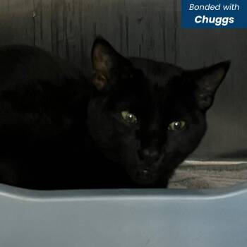Midnight Oil [pink] -  Domestic Short Hair Cat for Adoption in Baltimore, Maryland - Midnight Oil [pink] | PetCurious
