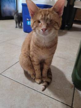 Sunlight -  Domestic Short Hair and Tabby Cat for Adoption in Plano, Texas - Sunlight | PetCurious