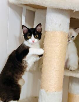 Kiki -  Tuxedo and Domestic Long Hair Cat for Adoption in Riverside, California - Kiki | PetCurious