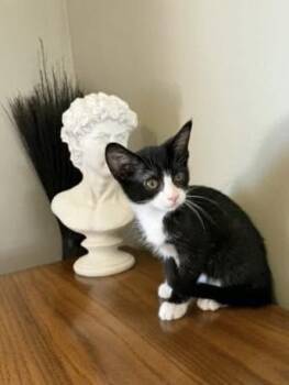 Sonic -  Domestic Short Hair Cat for Adoption in West Lawn, Pennsylvania - Sonic | PetCurious