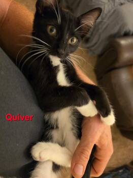 QUIVER -  Tuxedo and Domestic Short Hair Cat for Adoption - QUIVER | PetCurious