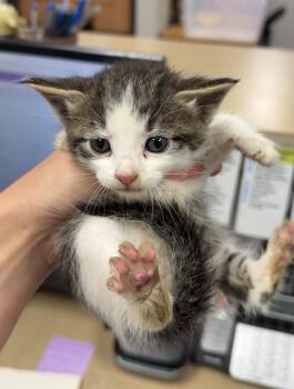 Rattle -  Domestic Short Hair Cat for Adoption in Bemidji, Minnesota - Rattle | PetCurious
