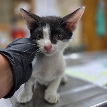 Brennan -  Domestic Short Hair Cat for Adoption in Valdosta, Georgia - Brennan | PetCurious