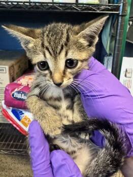 Rescue Domestic Short Hair Cats for Adoption in Doral, Florida - MOCHI | PetCurious