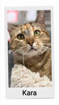 Kara -  Domestic Short Hair Cat for Adoption in Caistor Centre, Ontario - Kara | PetCurious