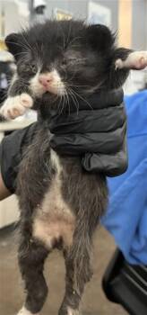 SAILOR -  Domestic Short Hair Cat for Adoption in Dallas, Texas - SAILOR | PetCurious