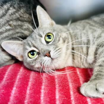 Domestic Short Hair Cats Available for Adoption in Jackson Township, New Jersey - Partridge  | PetCurious
