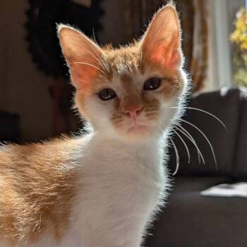 Lilo -  Domestic Short Hair Cat for Adoption in Pleasanton, California - Lilo | PetCurious