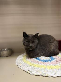 Sparrow/61825887 -  Domestic Short Hair Cat for Adoption in Elko, Nevada - Sparrow/61825887 | PetCurious