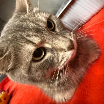 Cali -  Domestic Short Hair Cat for Adoption in Waldorf, Maryland - Cali | PetCurious