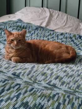 Roux-Roux -  Domestic Short Hair Cat for Adoption in Montreal, Quebec - Roux-Roux | PetCurious