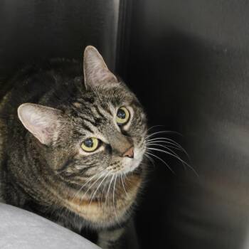 Bette (24-5063) -  Domestic Short Hair Cat for Adoption in Fort Smith, Arkansas - Bette (24-5063) | PetCurious