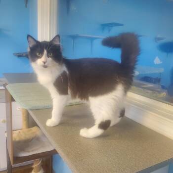 Domestic Long Hair Cats Available for Adoption in Polson, Montana - Anthony | PetCurious