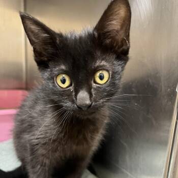 Coal -  Domestic Short Hair Cat for Adoption in Sonoma, California - Coal | PetCurious
