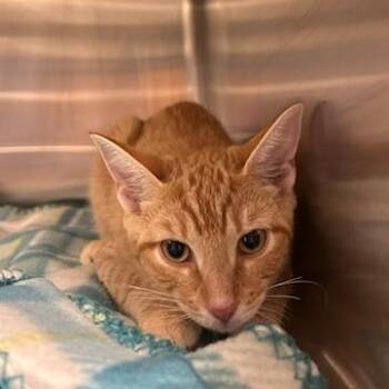 Nikki -  Domestic Short Hair Cat for Adoption in Knoxville, Tennessee - Nikki | PetCurious