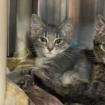 Greed -  Domestic Short Hair Cat for Adoption in Mentor, Ohio - Greed | PetCurious