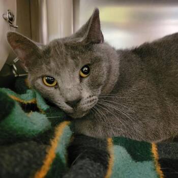 Wookie -  Domestic Short Hair Cat for Adoption in Columbia, Missouri - Wookie | PetCurious