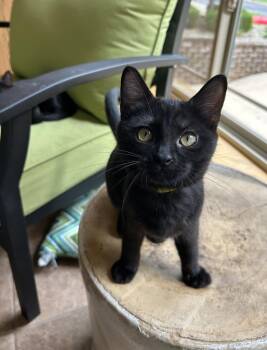 Marjoram -  Domestic Short Hair Cat for Adoption in Nashville, Tennessee - Marjoram | PetCurious