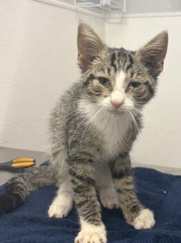 Joffrey -  Domestic Short Hair Cat for Adoption in West Chester, Pennsylvania - Joffrey | PetCurious