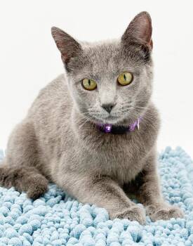 Russian Blue Cats Available for Adoption in Bedford Hills, New York - Bonnie Is Baby Brilliance!   Blue Kitten Love! | PetCurious