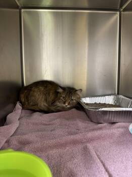 Domestic Medium Hair Cats Available for Adoption - Julia Roberts | PetCurious