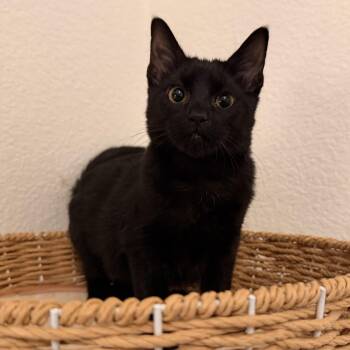 Rescue Domestic Medium Hair Cats for Adoption in Springfield, Oregon - Dauphine | PetCurious