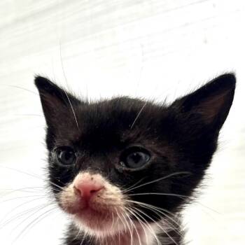 Bandito -  Domestic Short Hair Cat for Adoption in Los Angeles, California - Bandito | PetCurious