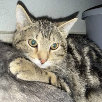 Domestic Medium Hair Cats Available for Adoption - Cosmo | PetCurious