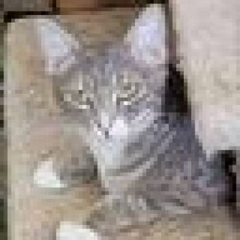 Domestic Short Hair Cats Available for Adoption - Gracie | PetCurious