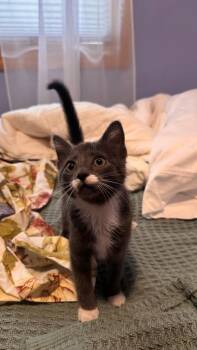 Woodman -  Domestic Short Hair Cat for Adoption in Mokena, Illinois - Woodman | PetCurious