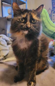 Domestic Medium Hair Cats Available for Adoption in Los Angeles, California - Penelope | PetCurious