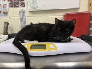 A176327 -  Domestic Short Hair Cat for Adoption in Santa Fe, New Mexico - A176327 | PetCurious