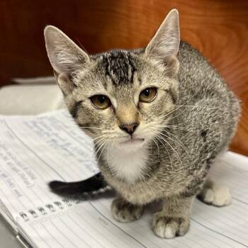 Madrona -  Domestic Short Hair Cat for Adoption in Sonora, California - Madrona | PetCurious