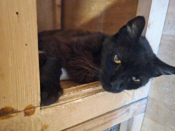 Domestic Medium Hair Cats Available for Adoption in Jurupa Valley, California - Dum  | PetCurious