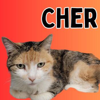 Rescue Domestic Short Hair Cats for Adoption in South Padre Island, Texas - Cher | PetCurious