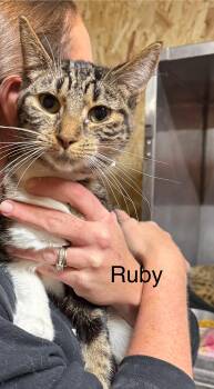 Rescue Domestic Short Hair Cats for Adoption in Ludington, Michigan - Ruby | PetCurious