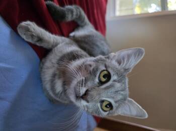 Rescue Domestic Short Hair Cats for Adoption in Wilmington, North Carolina - Winnie | PetCurious