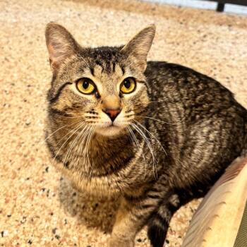 Domestic Short Hair Cats Available for Adoption in Cheyenne, Wyoming - Dash | PetCurious