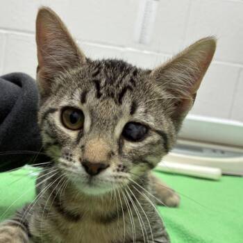 Chicken Strip -  Domestic Short Hair Cat for Adoption in Corpus Christi, Texas - Chicken Strip | PetCurious
