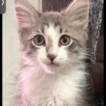 Hemi -  Domestic Short Hair Cat for Adoption in Brentwood, California - Hemi | PetCurious