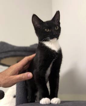 Strawberry -  Domestic Short Hair Cat for Adoption in Milford, Connecticut - Strawberry | PetCurious