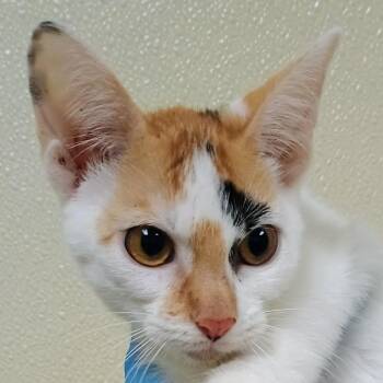 Tammy-Lynn -  Domestic Short Hair Cat for Adoption in Palestine, Texas - Tammy-Lynn | PetCurious