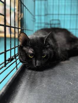 Rescue Domestic Short Hair Cats for Adoption in Chicago, Illinois - Batman | PetCurious