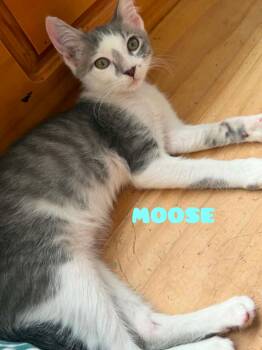 Moose -  Domestic Short Hair Cat for Adoption in Shrewsbury, Massachusetts - Moose | PetCurious